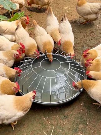 喂鸡食槽鸡鸭鹅仔猪教料槽小猪采食槽料槽猪保育料槽猪槽喂食食盆#爆款热卖中 #厂家直发