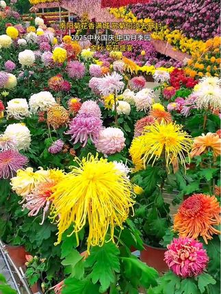 南阳菊花香满城 赏菊何须去开封 2025中秋国庆 中国月季园金秋菊花盛宴!#好看的花一定分享给你 #菊花展