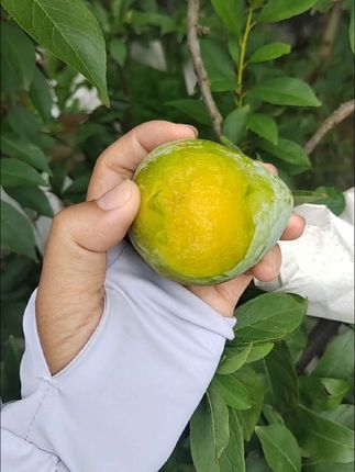 家里的翡翠奈李熟啦,脆甜脆甜#应季水果 #新鲜采摘 #抖音助农扶农 @DOU+小助手