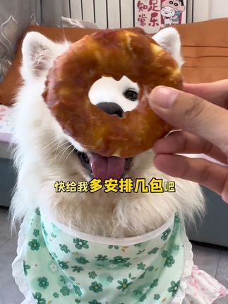 这么大个鸡肉甜甜圈,我家小狗都被香迷糊了#萌宠好物#宠物零食#猫狗零食#新手养狗#萨摩耶