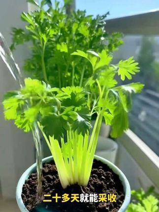精品芹菜苗,皇后西芹芹菜苗,水果西芹精品苗每日现拔现发#阳台小院均可种植 #在家种菜 #芹菜种植 #种子种苗 #芹菜苗