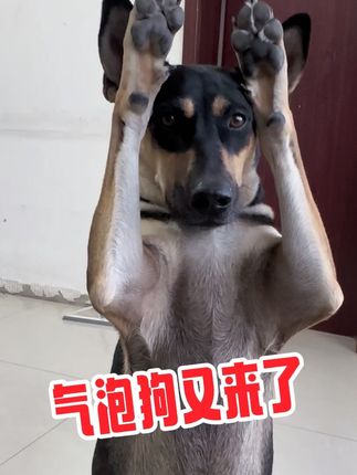 #养狗不是单向付出 #萌宠成精了 #田园犬咪咪