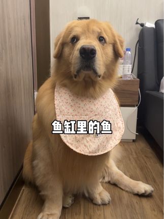 直视我!眼睛看哪呢!(原声@二花是受气包 )#萌宠出道计划 #萌宠日常记录 #金毛