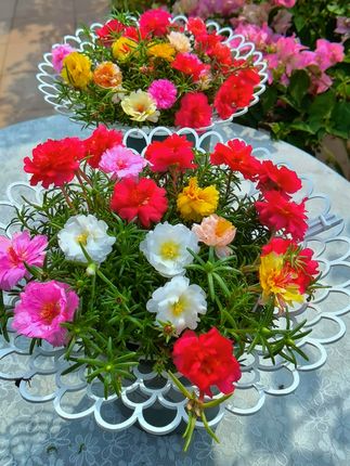太阳花防倒伏支架#太阳花防倒伏花架 #爱生活爱养花 #楼顶养花