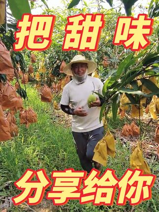 认准这个“小尖嘴”!鹰嘴芒果新鲜到货,甜到心颤的滋味~#口感特别好 #鹰嘴芒 #快来一起尝个鲜 #强烈推荐