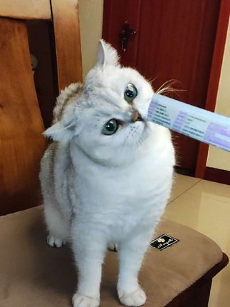 肉蛋奶三重营养,猫咪嘎嘎爱吃#萌宠好物 #养猫人 #吃货猫