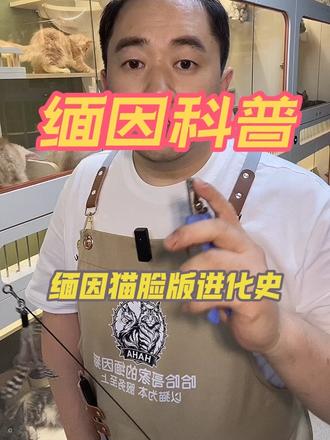 一分钟科普缅因猫三种脸版进化史 #缅因猫 #苏州缅因猫 #缅因猫舍 #缅因 #温柔的巨人