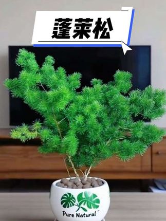 #蓬莱松#蓬莱松盆景#花卉绿植 #绿植盆栽 #家庭养花