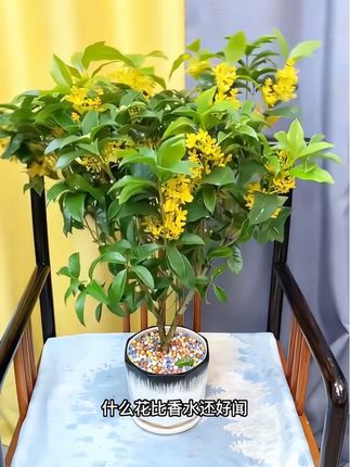 盆栽四季桂花树月月桂开花带香味阳台室内外好养易活庭院花卉绿植#花开富贵好运来来来开门进财 #富贵花开好运来 #桂花 #好物推荐🔥 #好物种草