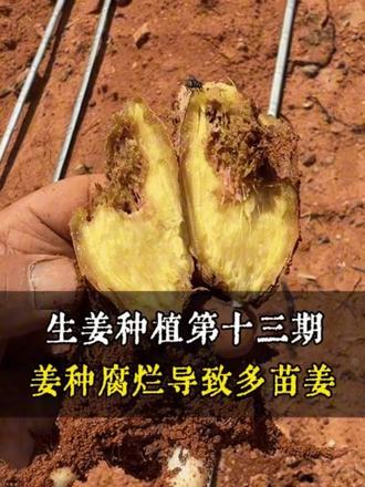 因为姜种腐烂问题产生的多苗姜,小老苗,怎么处理?#多苗姜 #小老苗 #生姜种植技术