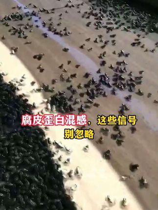 #养蛙人加油#牛蛙#牛蛙养殖#牛蛙养殖技术#养蛙