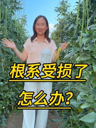 豆角根系受损,怎么快速的修复受损根系呢?#根腐病防治 #根系腐烂 #种植小技巧