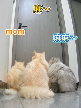 为了让这一家七口吃好喝好少生病我容易嘛!#弗列加特 #弗列加特牛奶罐头 #猫粮#干饭猫的日常 #毛孩子也是孩子