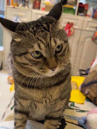 脸方方的小猫就是藏狐来着! #偶遇一些漂亮的小猫 #猫咪的迷惑行为