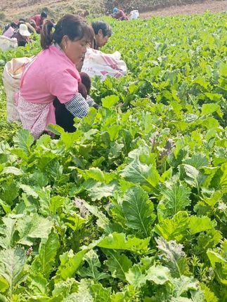 淅川老酸菜,每一棵菜都是精挑细选#八周年店庆福利