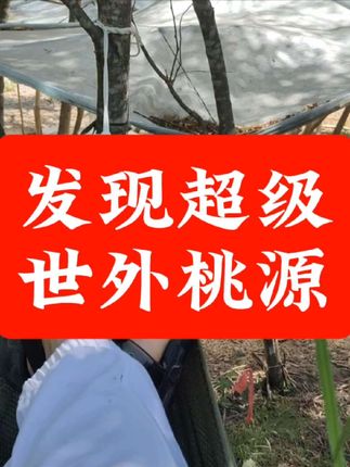山里的农村生活早上鸟鸣叫醒,然后伴随着空气里大自然的味道开始一天的劳作,我叫它世外桃源不过分吧#小暑我躲村里降个温 #农村生活#我的乡村生活 #远离城市的喧嚣 #新农人计划2025