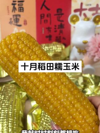 东北糯玉米开啃!黏到能糊住嘴的快乐#东北特产#粗粮美食 #减脂主食 #糯玉米 #玉米