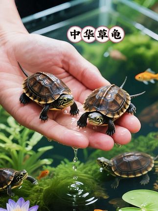 #中华草龟 好养皮实,颜值在线,水墨背甲自带诗意,冷水过冬超省心,养出感情还认主,新手闭眼入~ #宠物龟 #新手养龟 #国龟魅力#宠物龟