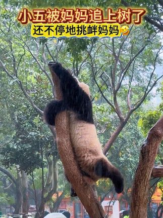 9.19小五被妈妈追上树了,还不停地挑衅妈妈🤣 #来这吸熊猫 #国宝 #大熊猫 #大熊猫莽小五 #莽仔和小五 @糖姐爱熊猫
