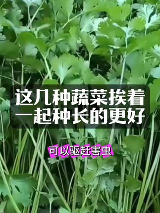 #农村生活 #农村振兴 #新农人 #种菜小妙招 #种植技巧