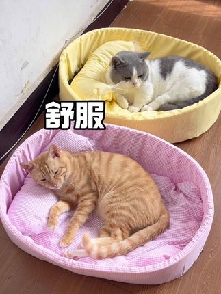 20出头就能买到这么大这么好看的猫窝,猫友们赶紧给你家猫咪安排起来吧