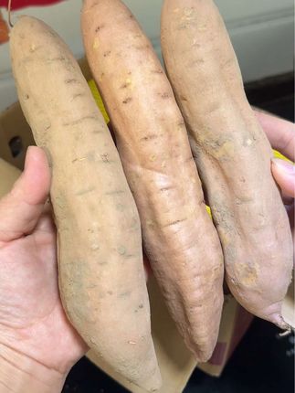 哈密白薯真的太好吃了!软糯香甜,无丝无筋的,口感特别好,生吃蒸着吃 烤的吃煮粥都很好吃!跟小时候的味道一样好吃!#粗粮 #哈密白薯 #优质农产品#软糯香甜 #大人孩子都爱吃