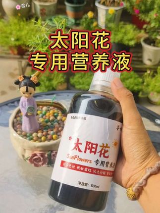 施肥后的太阳花,叶子绿油油的有光泽!如果你的太阳花瘦瘦黄黄的,就是要告诉你~该去给它施肥啦!#太阳花#太阳花营养液#楼顶花园#爱生活爱养花#养花小技巧