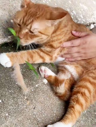 梳梳毛,舒服的嘞#小猫 #狗狗🐶 #梳毛神器 #猫咪的迷惑行为 #我要当同城红人