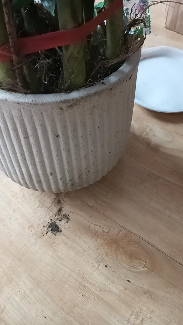 失误了,跟主播讲的完全不一样 花盆是假的 也不高 没有主播描述的高 不值这个钱 大家别在买了#我在抖音买买买