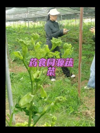 你见过两米多高的蔬菜吗?#爱美爱家爱生活 #药用植物 #明日叶