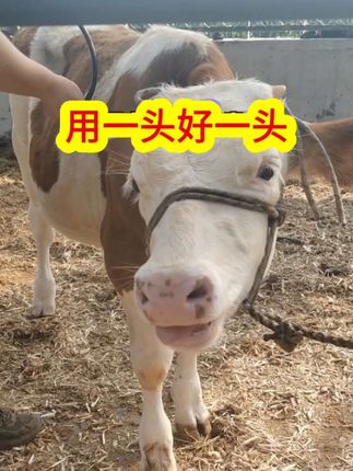 #繁殖母牛 #养牛人 #农村养牛 #自繁自养