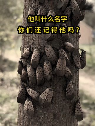 小时候院子外面有一棵碗口粗的树上,秋夏的季节,会有很多 #怀旧 #农村生活 #童年回忆