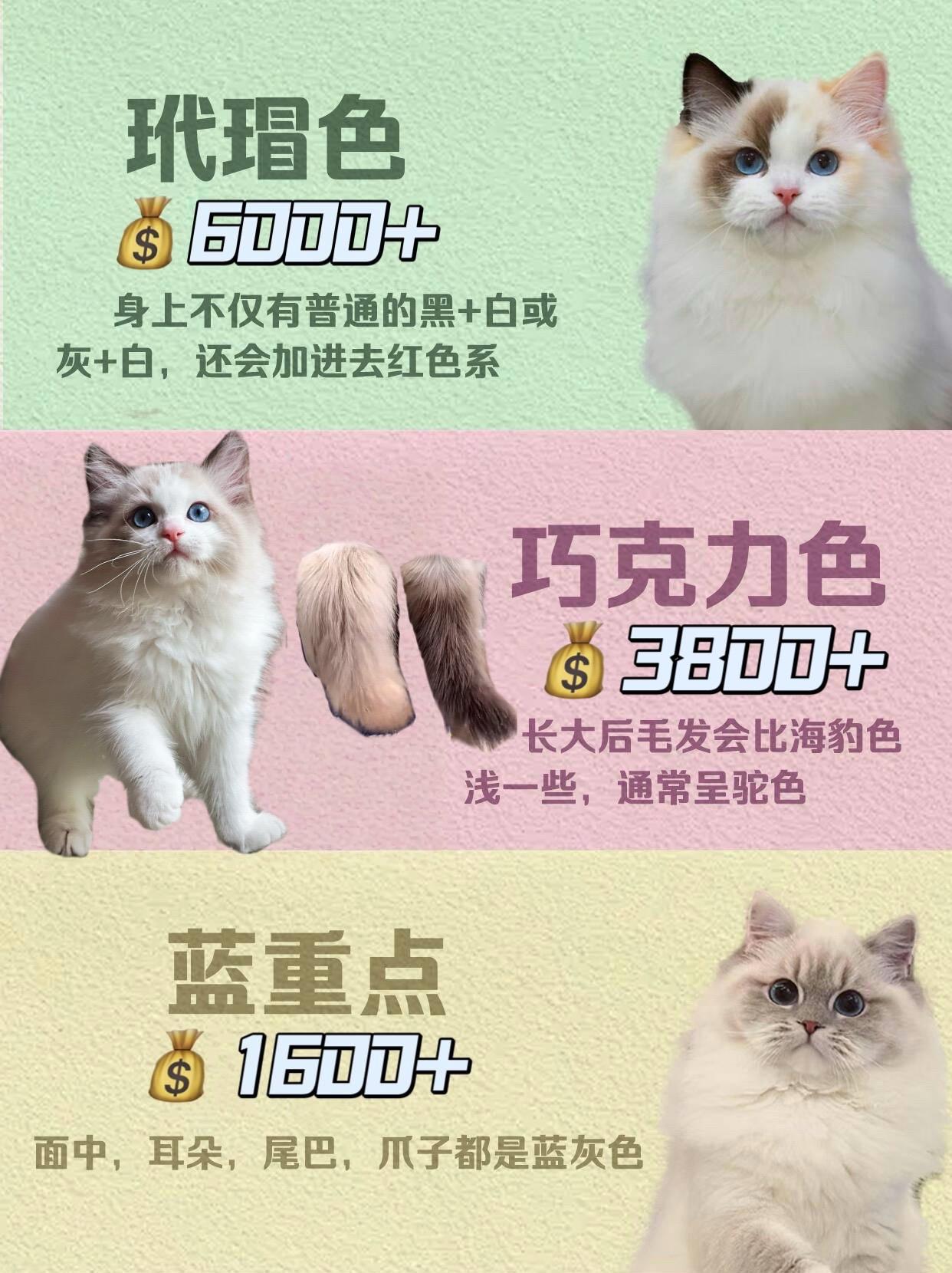 🐱布偶猫分类扫盲篇🐾
布偶猫,喵界小仙女,颜值爆表,性格温顺!布偶种类繁多,怎么分?看这里!
🌈命名规则:颜色+花纹+色块+“布偶猫”
例:海豹色山猫纹双色=海山双布偶
🎨布偶颜色有7种:
- 海豹色(黑色)
- 蓝色(灰色)
- 巧克力色(红棕色)
- 丁香色(淡紫色)
- 红色(火焰色,橘色)
- 奶油色(火焰色稀释)
- 玳瑁色(黑色+红色混合)
🐾按色块分类:
- 重点色:脸部、耳朵、尾巴、爪子毛尖黑,胸腹白,眼睛蓝。
- 手套色:重点色脸部+白下巴+白爪子。
- 双色:重点色+白色,八字脸白,胸腹四肢基本白。
- 高白手套:像双色,但白爪子延伸到腿部。
- 中高白双色:面具开脸大,V型白斑宽,后背涂白多。
- 梵色:后背四肢基本白,仅耳朵和尾部有色。
🐱山猫纹:布偶的附加花纹,显性基因。有山猫纹的猫基因AA或Aa,无则为aa。山猫纹布偶耳朵轮廓白,其他布偶耳部白轮廓要扣分。
新手铲屎官,学会了吗?快去挑选你的布偶小仙女吧!💕
#布偶猫 #养猫的应该都懂吧 #海双布偶 #蓝双布偶 #布偶猫舍