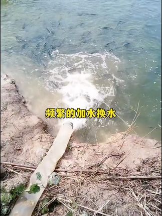 #水产养殖#水产养殖技术#水产人#四大家鱼养殖