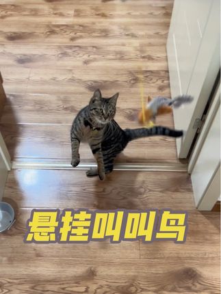 悬挂叫叫鸟 解放铲屎官双手#毛孩子的日常 #逗猫神器