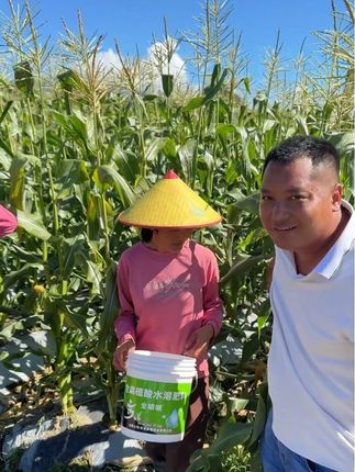 全啧啧浇玉米🌽、大丰收了、用了都说好#全啧啧 #云南阿昌哥 #云南梁盈农业 #甲啧啧#玉米🌽