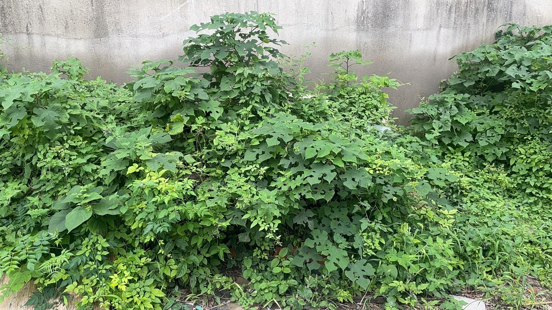 一 使用效果:一点效果都没有,假#我在抖音买买买