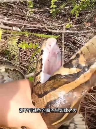 这大嘴,够吓人#蟒蛇 #蛇 #热门 #推广 #恐怖