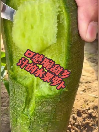 好吃的水果萝卜 口感脆甜多汁,入口清甜,喜欢的你也种一些吧。#水果萝卜 #优质农产品 #抖音助农