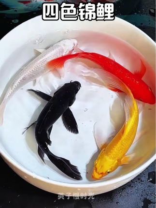 #锦鲤#水族#养鱼人#观赏鱼#养鱼日记@抖加🔥上热门🔥dou+🔥热点宝
