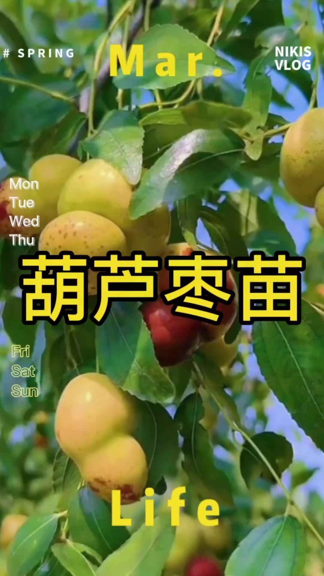 枣苗枣树苗葫芦枣苗沾化冬枣树苗雪红枣嫁接裸根晚秋带土#枣树苗 #优质种苗 #葫芦枣树苗 #庭院种植 #果树苗