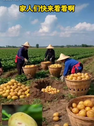吃过土豆,没吃过这么好吃的土豆,真不愧是网红恩施正宗新鲜黄心土豆#恩施土豆@DOU+小助手