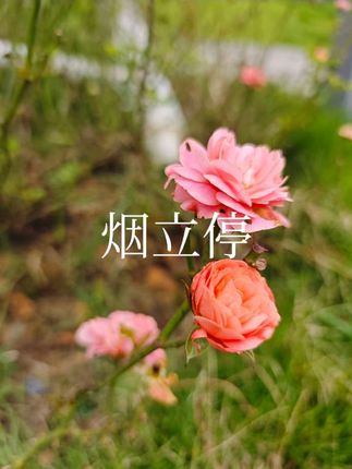 夸孩子也是一门学问要用对方式,不然只能适得其反。#亲子教育 #育儿 #家庭教育 #父母课堂 #干货分享