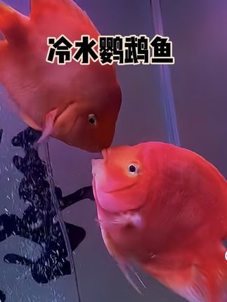 还在寻觅能点亮水族箱的精灵?鹦鹉鱼携热烈色彩强势来袭!它们通体似燃烧的火焰,红得浓烈纯粹,圆润身躯搭配天生上扬的唇形,仿佛永远挂着治愈微笑,瞬间为鱼缸注入活力。群游时,成片橘红如绚烂云霞涌动,在光影下鳞片熠熠生辉,美得震撼夺目。 鹦鹉鱼皮实好养,对环境适应力强,无需费心照料。它们活泼好动,时而嬉戏追逐,时而穿梭于假山、水草间,让水族世界时刻充满生机。无论是装饰客厅还是书房,这群热情洋溢的“水中红宝石”,都能轻松成为空间里的亮眼风景!#轻松养鱼 #水族 #养鱼日记 #养鱼 #鹦鹉鱼