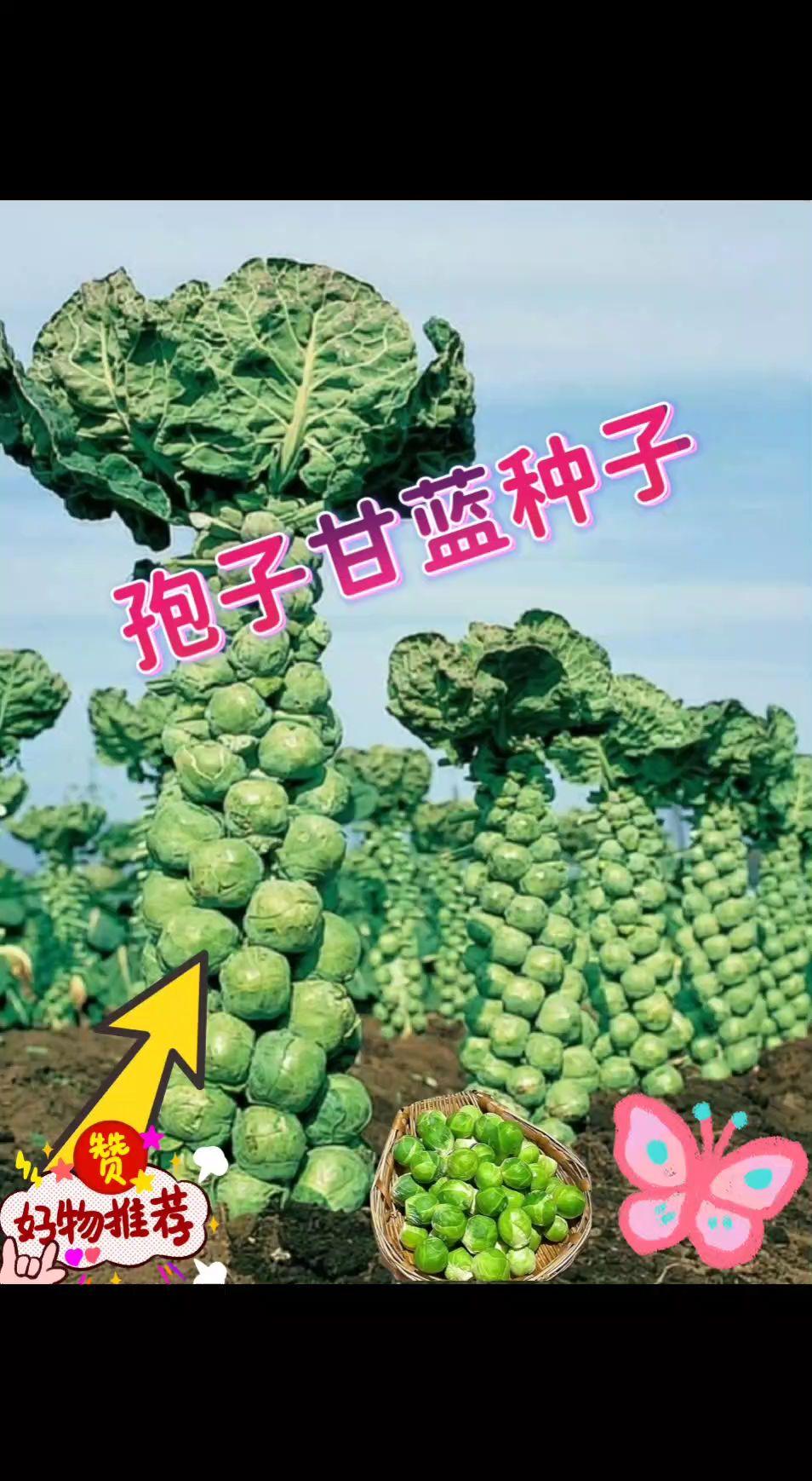 包子甘蓝种子。#上热门话题🔥🔥🔥 #三农种植 #农村种植 #种菜 #抖音助农扶农 @官方小助手
