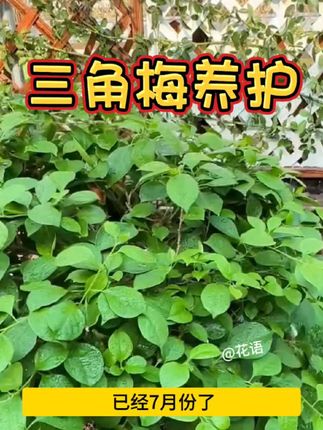 已经7月份了,#三角梅 只长叶子不开花,你就给它喷一种水,很快就会开满枝头!#三角梅养护#开花素#三角梅只长叶不开花 #三角梅催花