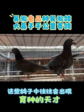 #信鸽 #爱说实话的地产人 #吴淞李鸟国血鸽子 #吴淞 #千公里赛鸽