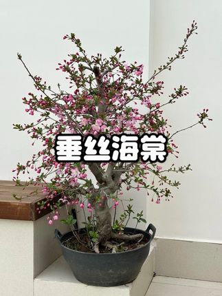 开花比樱花还要壮观,栽种简单不挑环境不挑土壤#海棠花 #垂丝海棠 #花卉绿植 #爱生活爱养花 #养花
