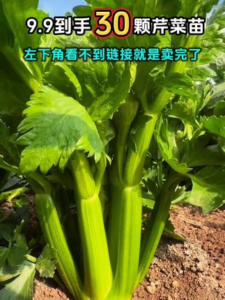 30棵芹菜苗只要9.9还有肥料#蔬菜种植 #蔬菜种子 #种菜#种植#阳台种菜
