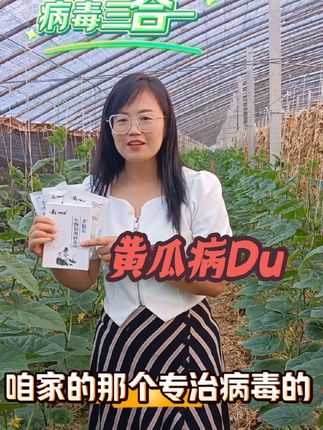 一盒一壶水,有病了连着打2遍,效果看得见#三农 #助力三农 #黄瓜病毒病 #服务三农 #抖音助农